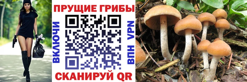 Псилоцибиновые грибы мицелий  Реж 